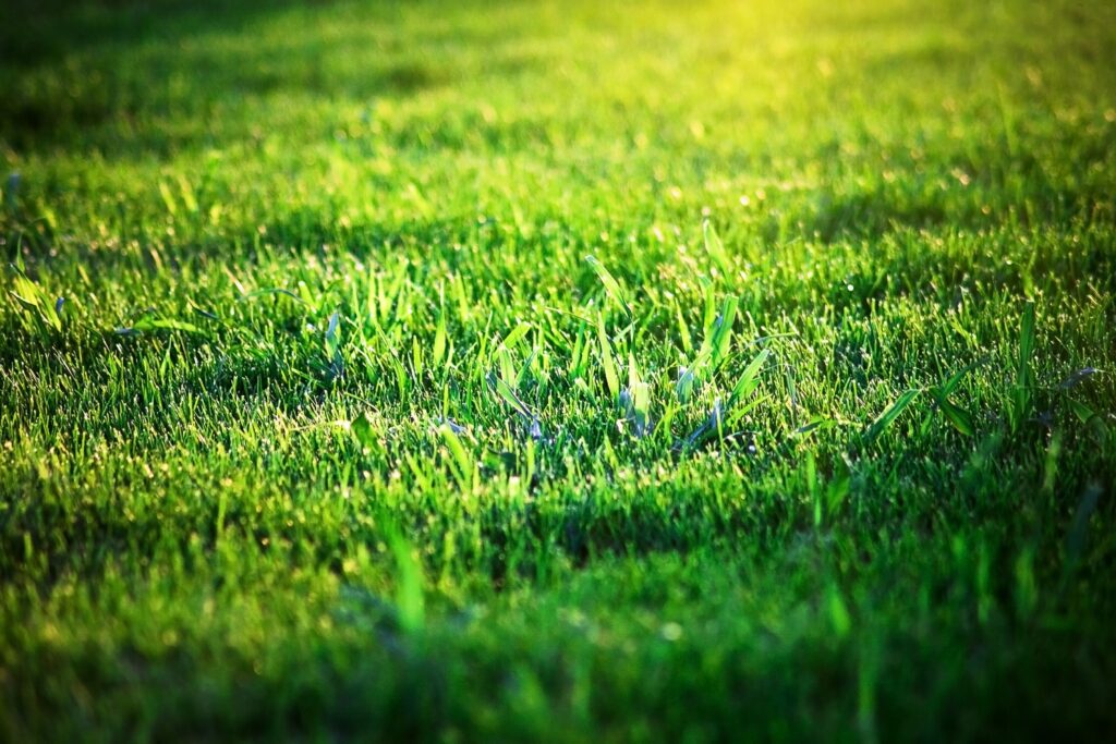 gräsmatta i soldnedgång